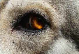 <em>Wolf Eyes</em>