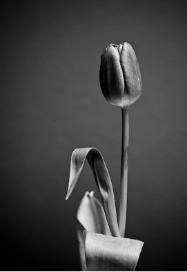 2012 Shortlist: <em>Flowers</em> by Isobel Hall