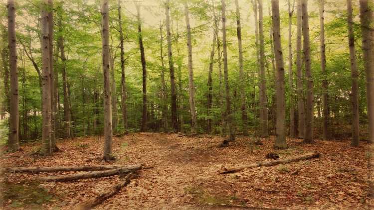 CUTTING TREES