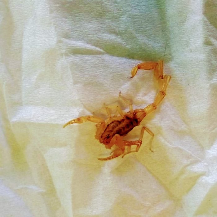 somewhere there is an abandoned refrigerator