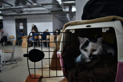 A cat in a basket at a shelter.