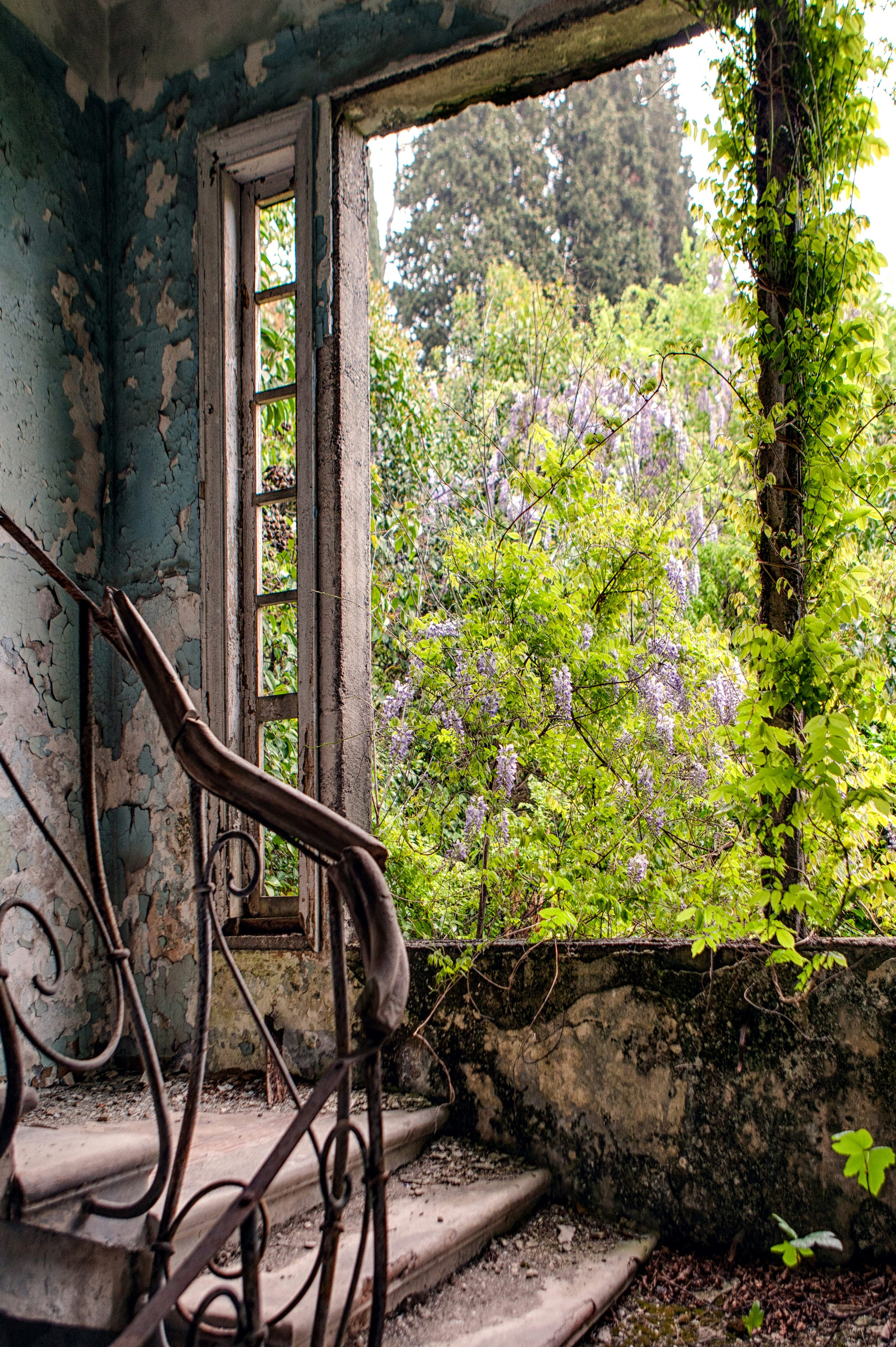 Ruined chateau stairwell overgrown with ivy and greenery, sunlight streaming in