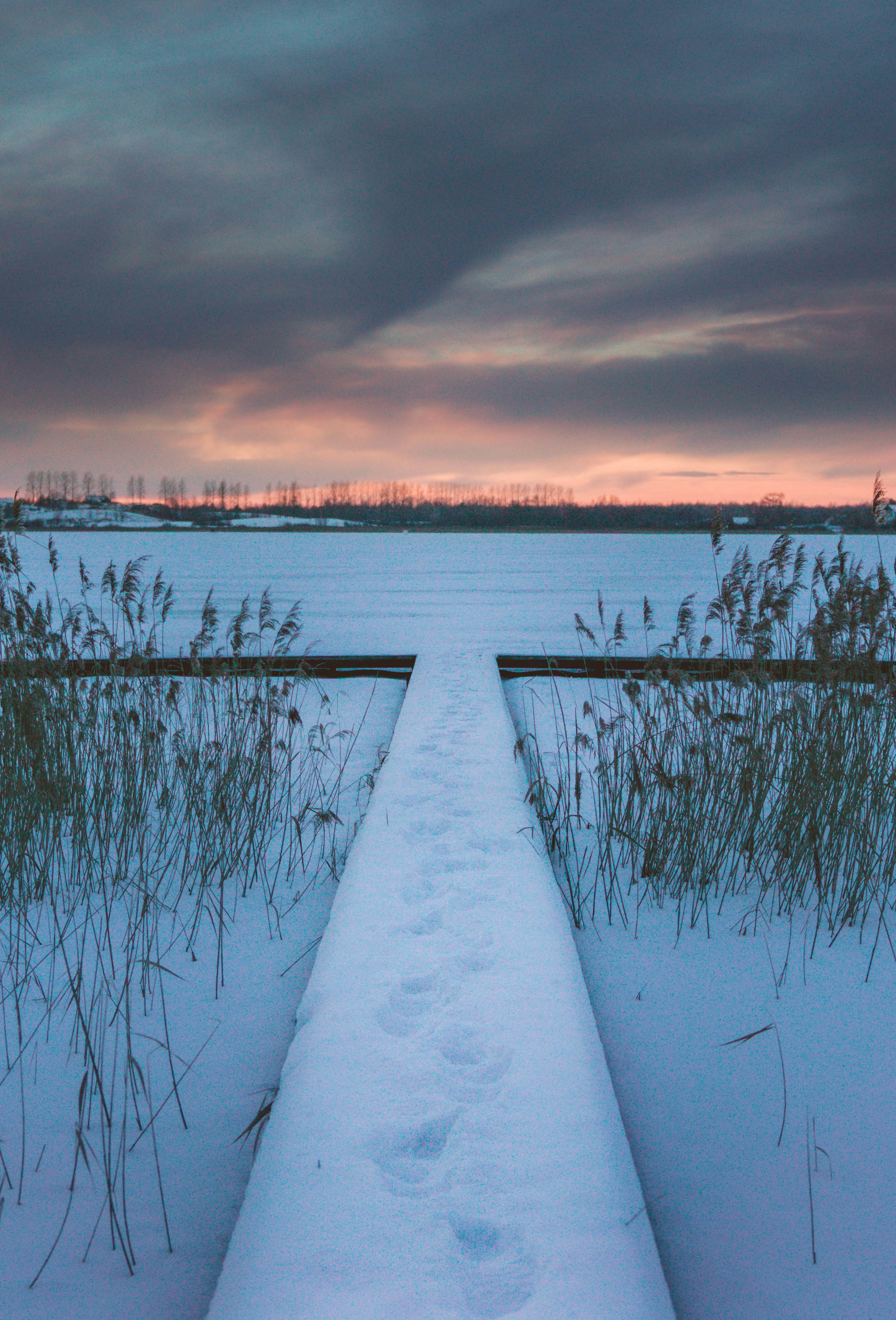 dutch_artem-balashevsky-Dd_B0ALJkno-unsplash