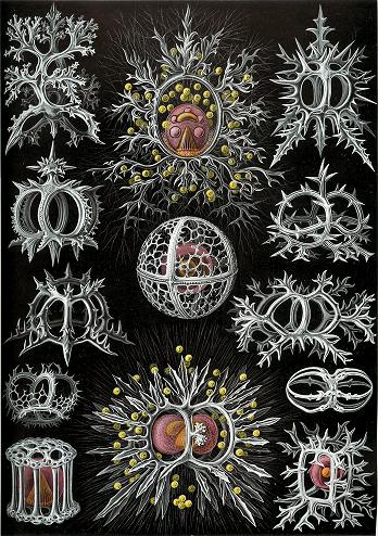 'Art Forms In Nature', Ernst Haeckel