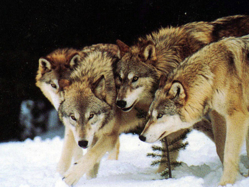 2010 Winner: <em>Wolf Pack Hunting</em> by Callum Cleary