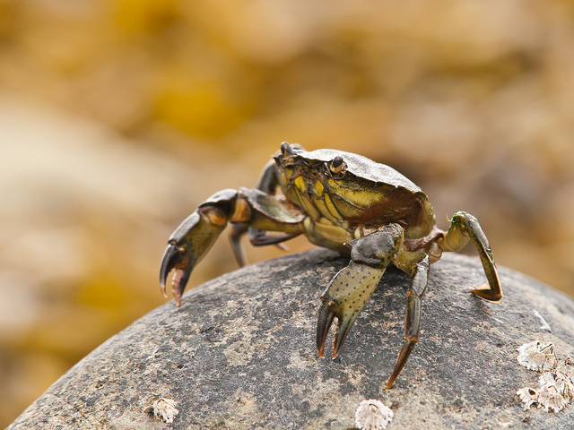 <em>The Crab</em> by Ben Byrne