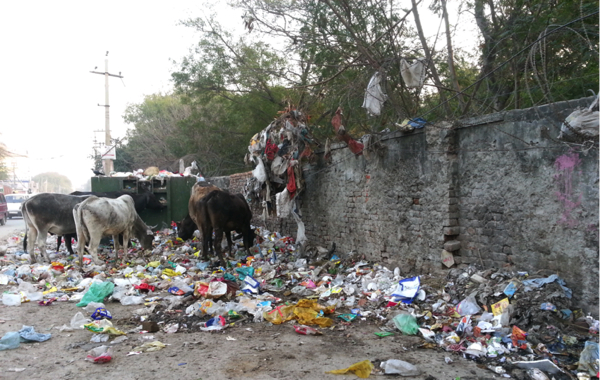 Cows eating refuse