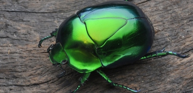 Iridescent Insects: What is Flash Fiction?
