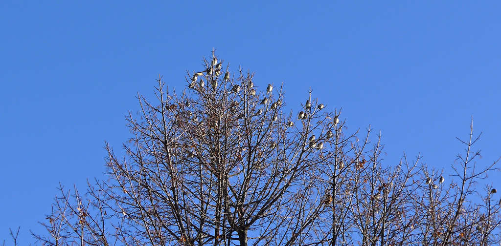 A Witness of Waxwings