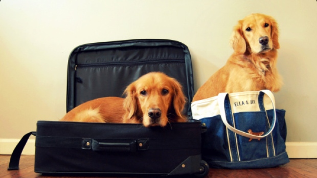 Tips for travelling with pets