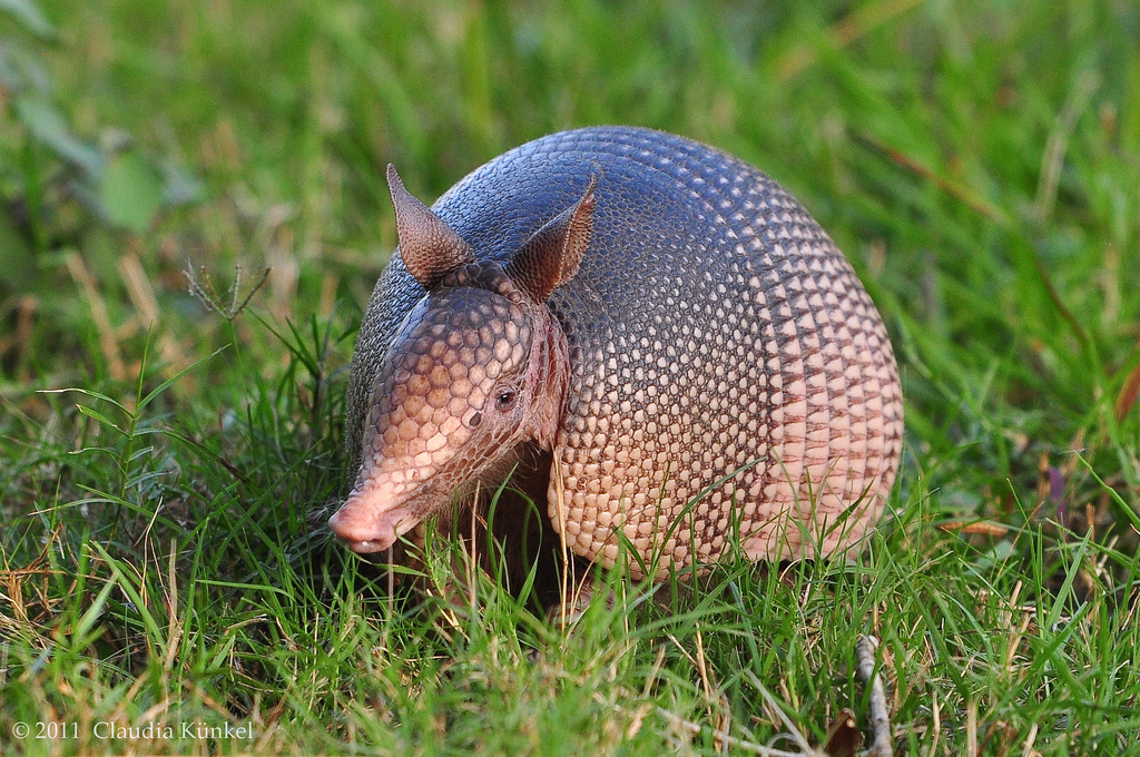 More Than One Armadillo