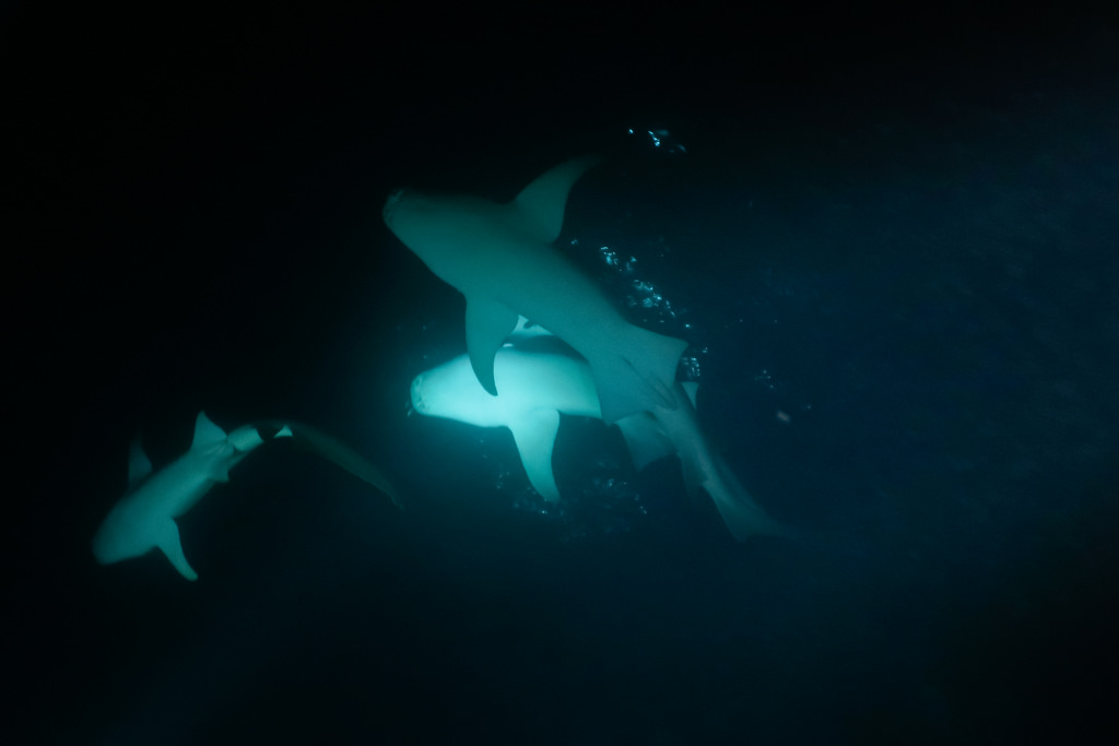 Night Sharks 2