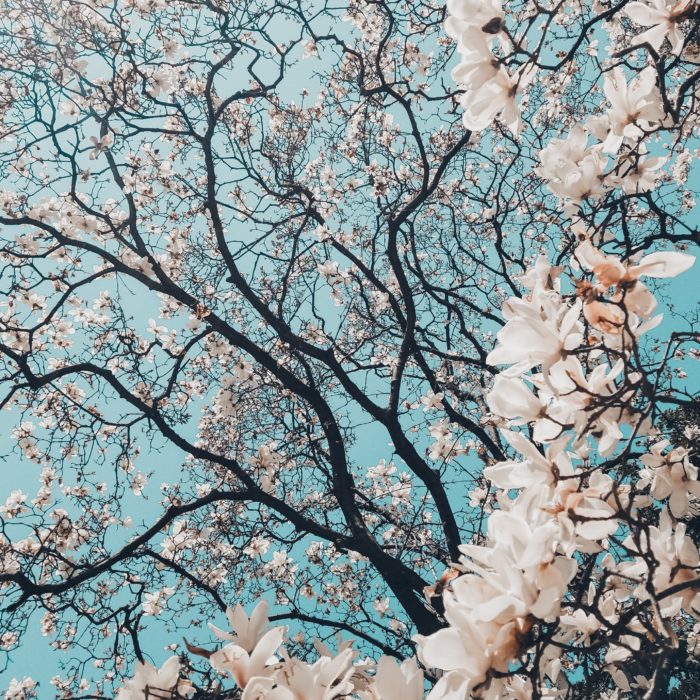 Cherry Blossom