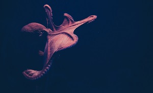 Hugo’s Octopus