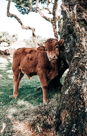 Murroi, The Story of a Calf