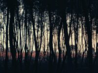 Dopey’s Mother: The Interview