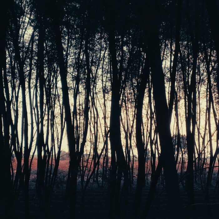 Dusk on a forest path with a cottage light pooling on the ground.