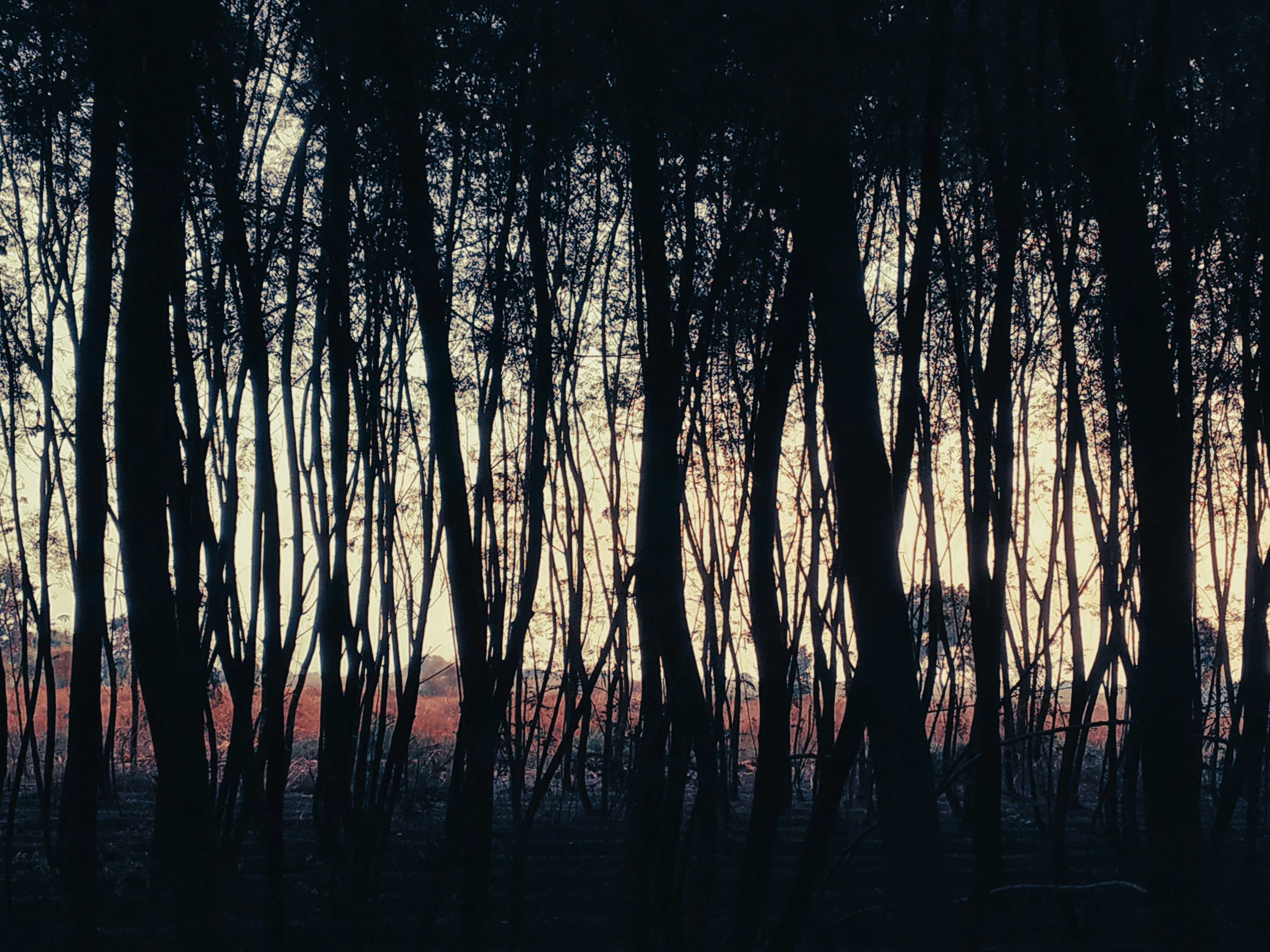 Dusk on a forest path with a cottage light pooling on the ground.
