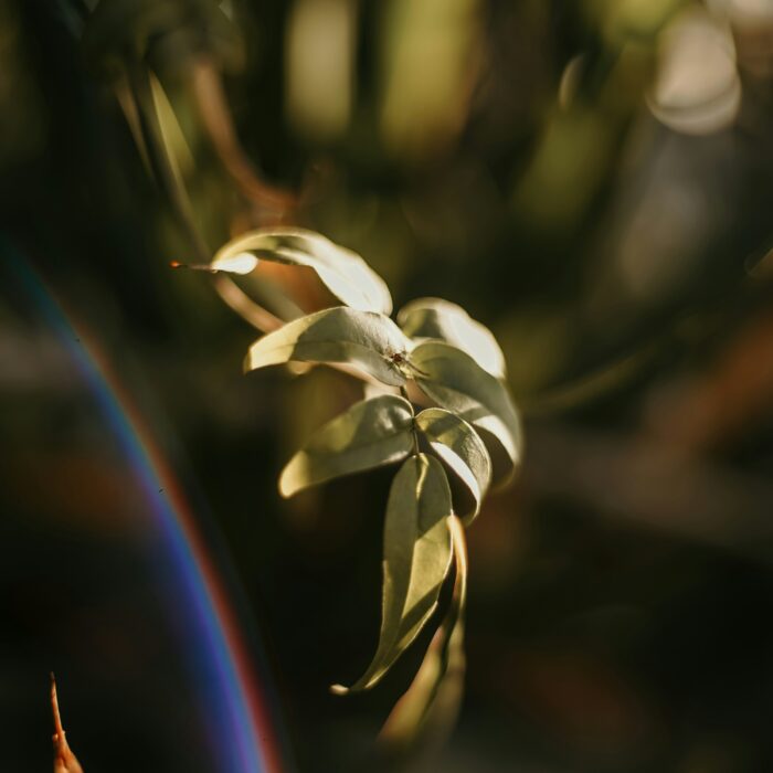 Translucent green leaf lit from behind.