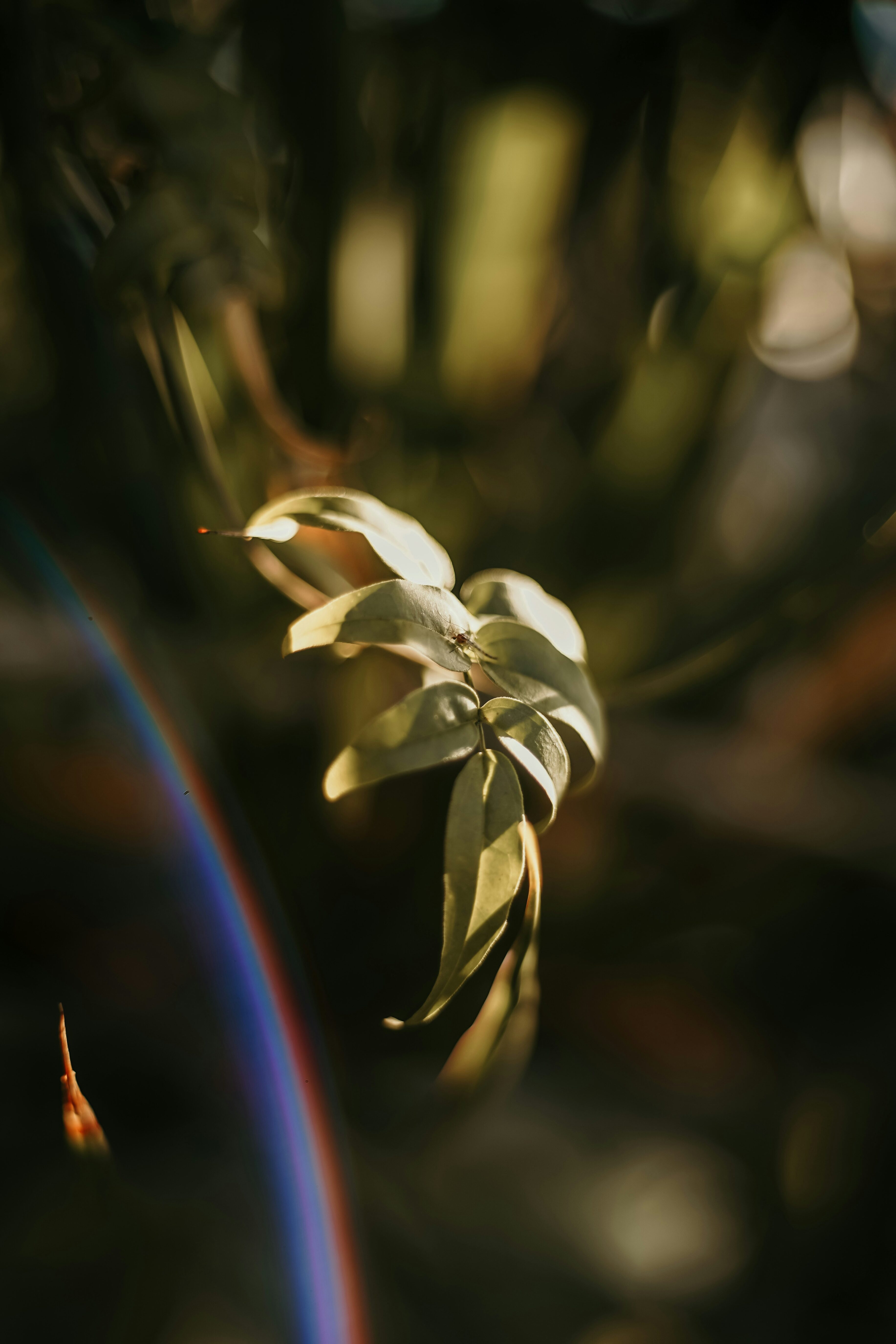 Translucent green leaf lit from behind.