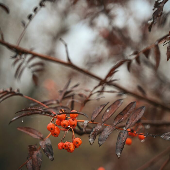 Black branches cut across a pale sky; clusters of red berries hang like warning marks.