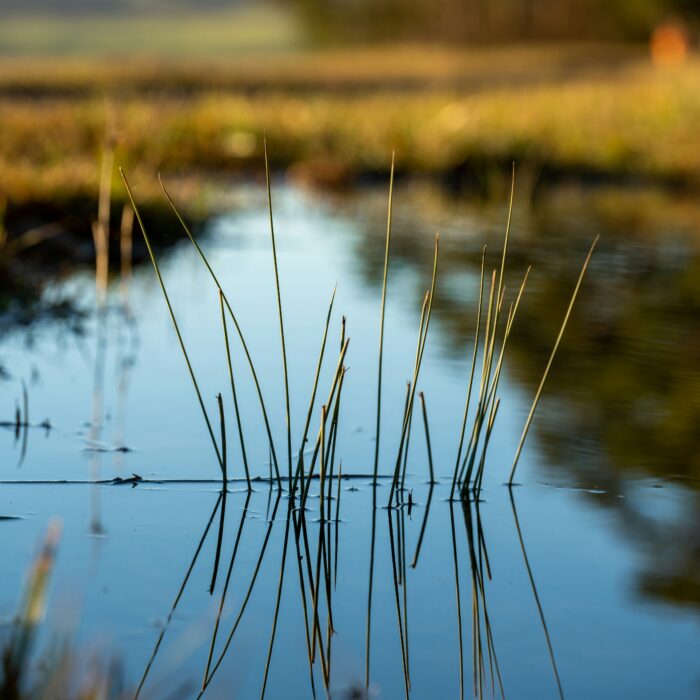 Still water and reeds divide the frame; reflections turn the calm surface into a quiet distortion.