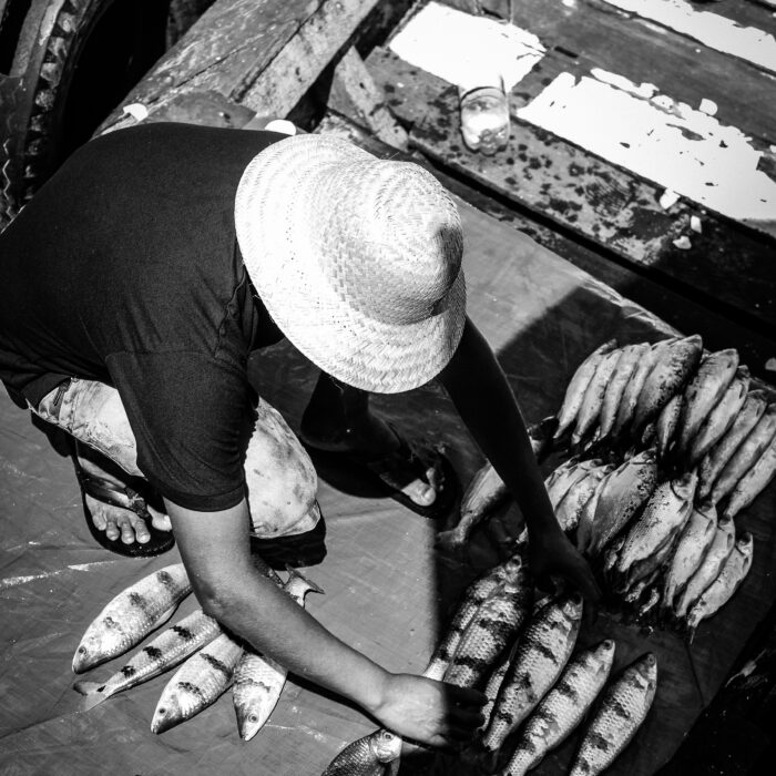 Hands cut and wrap fish at a market stall, suggesting labour, survival and the afterlife of political power.