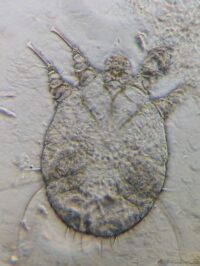 Ticks