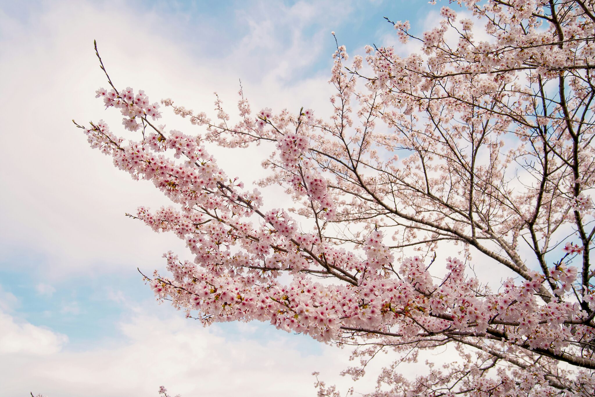 Cherry blossom against a pale spring sky